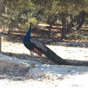 dance-by-stardust avatar