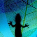 dancing-drake avatar