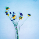 dancingindenial-blog avatar