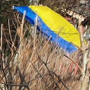 dancingindreamlight avatar