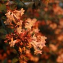 dandelion-dreaming avatar