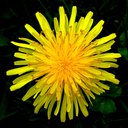 dandelion-stuff-and-fluff avatar