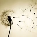 dandelionfairies avatar