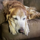 dandilionsandlavender avatar