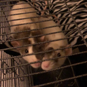 danelikesrats avatar