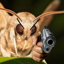 dangerousmoth avatar