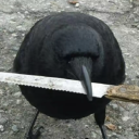 dangthatscrayz avatar