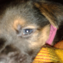 danielaha-blog avatar