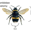 dantecowboyofkischou avatar