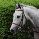 dapplegrey-time avatar