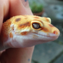 darkcrystalreptiles avatar