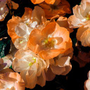 darkestshadeofblu avatar