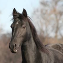 darkhorse-javert avatar