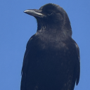 darkwingstweet avatar