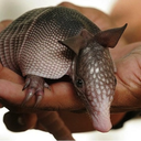 darlingarmadillo avatar