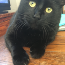 darrenbeundapper avatar