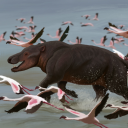 darwinthepaleonaturalist avatar