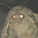 dateastrangeboy avatar