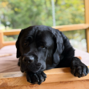 david-and-boo avatar