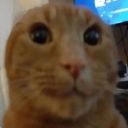 davidreposted avatar