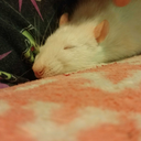 dawnsmaddyratties avatar