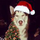 dazednpaquita avatar