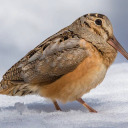 deactivated2017 avatar