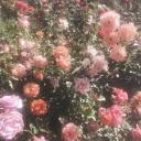 deactivatedtea avatar