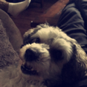 deadamericanarcticfire avatar