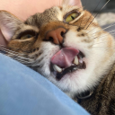 deadcupcakehere avatar