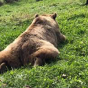 deadeyellentigh avatar