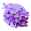 deadlilacs avatar