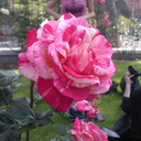 deadlyhangers avatar