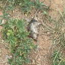 deadmousemydogate avatar