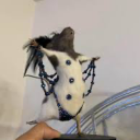 deadpoolrocks08 avatar