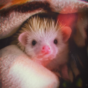 deathbydarjeeling avatar