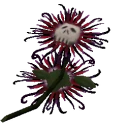 deathlybloomer avatar