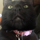 debonaircowboy avatar