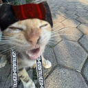 decaf-lesbian avatar