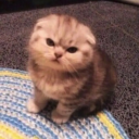 decaffeinatedpenguinpenguin avatar