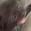 decepticon-nerd avatar