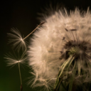 decideophobia avatar