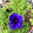 deciduous-dianthus avatar