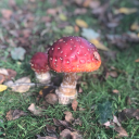 decomposing-atm avatar