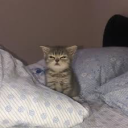 decomposingrot avatar