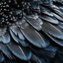 deepblueravenwing avatar