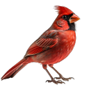 deepcollectionredbird avatar