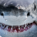 deepsharkcore avatar