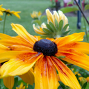 definitelynotavg avatar