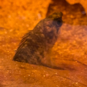 definitelynotclayface avatar